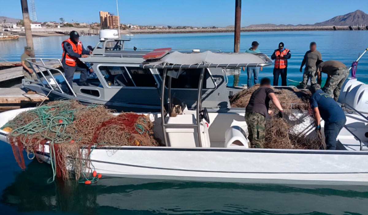 Aseguran 6 km de redes ilegales y rescatan totoabas y tortugas en el Alto Golfo de California