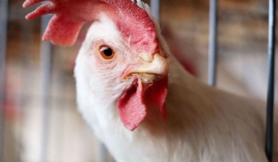 Confirman brote de influenza aviar ah7n3 en Nuevo León; no representa riesgo para consumo de pollo y huevo