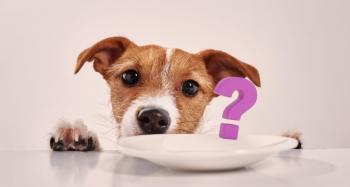 ¿Cada cuánto debes lavar el plato de tu mascota? Veterinarios revelan la frecuencia ideal