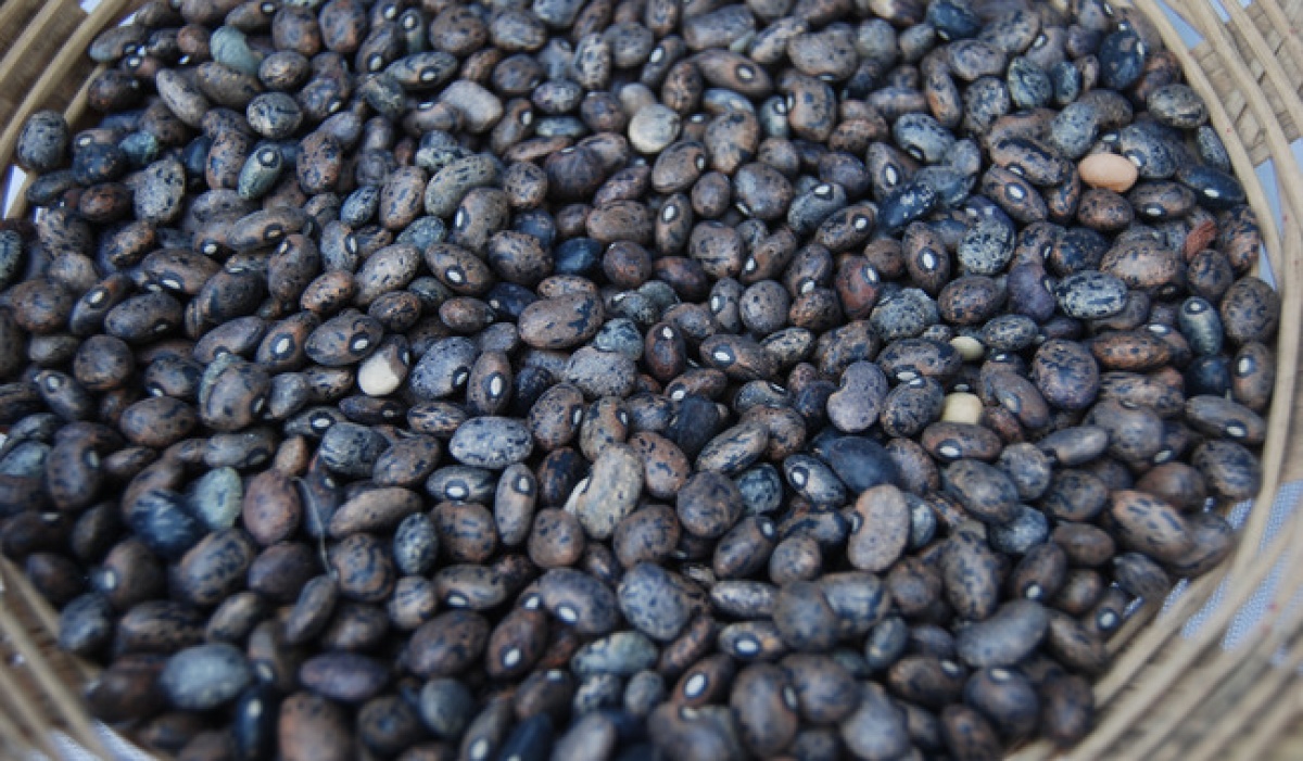 Gobierno de México crea Prosebien para impulsar la producción nacional de semillas de frijol y arroz
