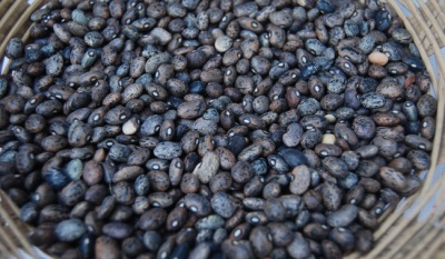 Gobierno de México crea Prosebien para impulsar la producción nacional de semillas de frijol y arroz