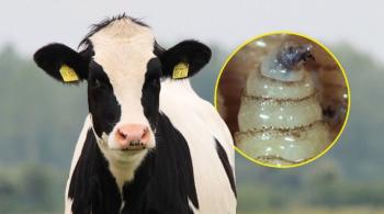 México responde a Estados Unidos: no se subordina ante alerta por gusano barrenador