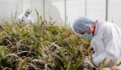 Premio Nacional de Sanidad Vegetal 2025 reconocerá trayectoria científica y labor fitosanitaria en México