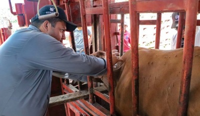 México y Estados Unidos refuerzan alianza para erradicar gusano barrenador del ganado con grupo binacional