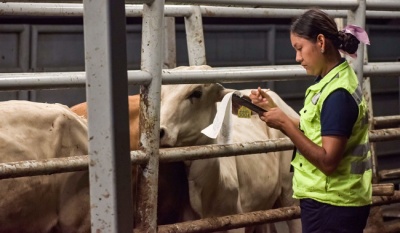 México dispersa 885 millones de moscas estériles contra el gusano barrenador del ganado