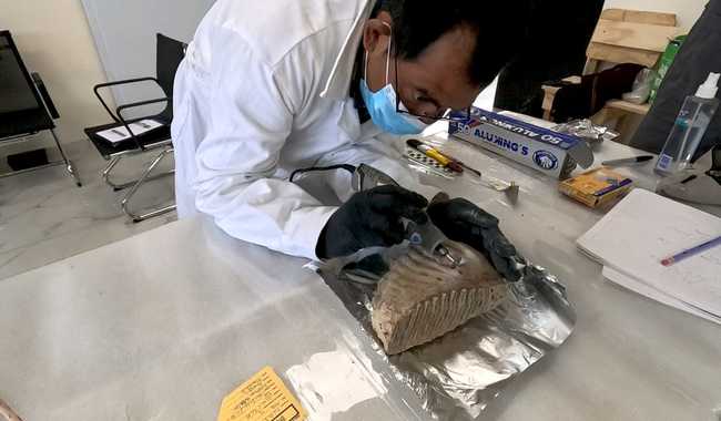 Descubren en San Luis Potosí restos de un bebé de mamut Colombino con más de 13 mil años de antiguedad