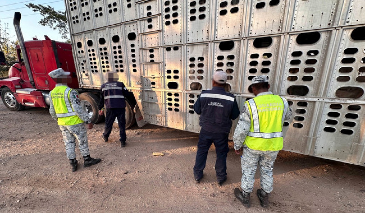 Gobierno de México frena movilización ilegal de ganado en frontera sur de Chiapas