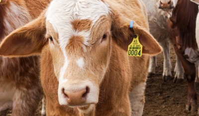 México y Estados Unidos acuerdan reapertura de exportación de ganado tras control del gusano barrenador