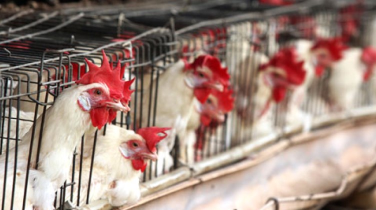 China prohíbe importaciones de aves de corral brasileñas por gripe aviar