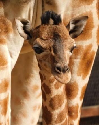 Nace jirafa en peligro de extinción en Chapultepec: símbolo de conservación en CDMX