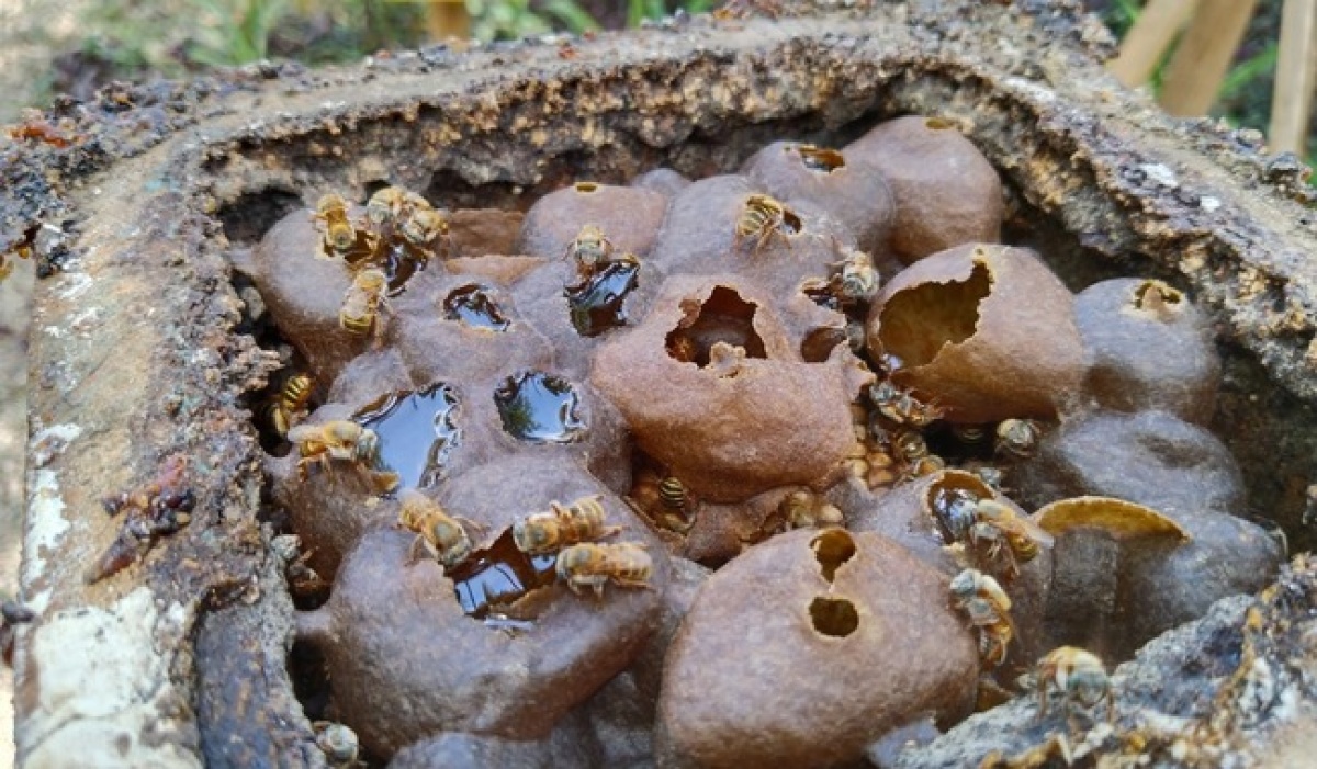 Rescatan legado maya de las abejas sin aguijón y su importancia ecológica