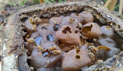 Rescatan legado maya de las abejas sin aguijón y su importancia ecológica
