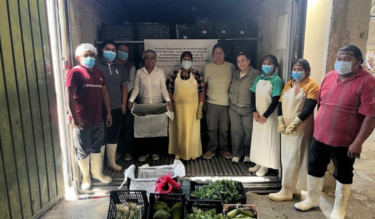 Productores de Puebla exportan hortalizas a EE.UU. con potencial de 578 toneladas para diciembre