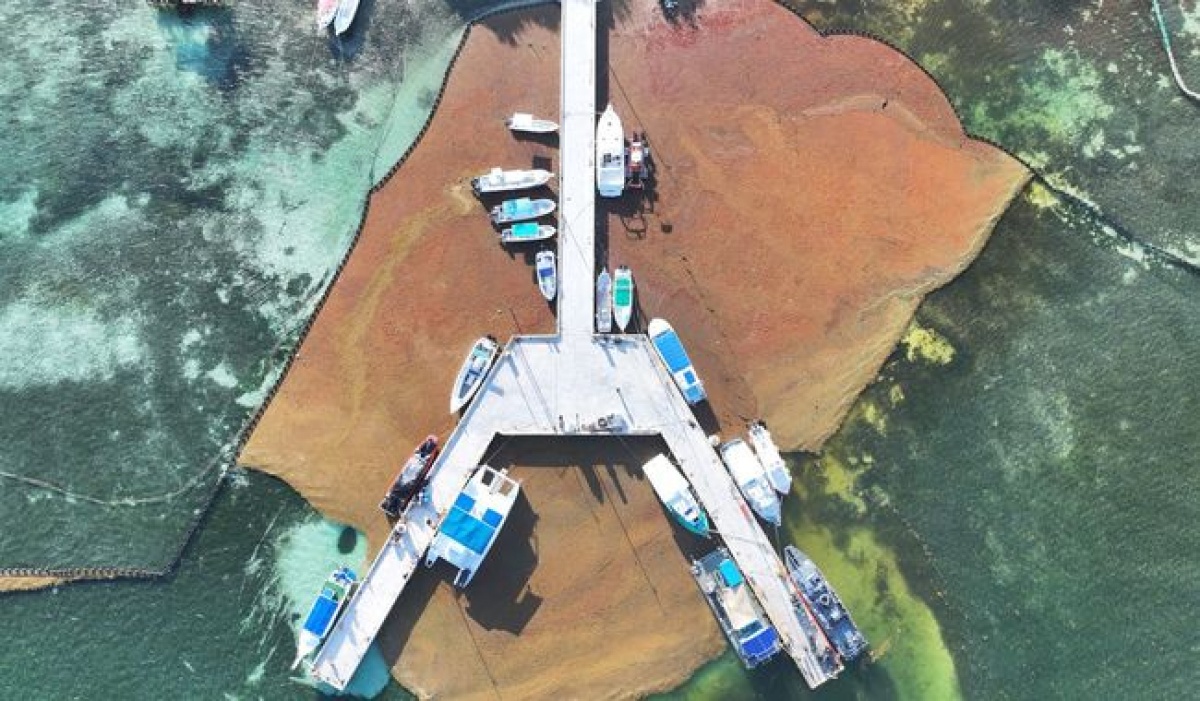 Operación Sargazo 2025 reduce impacto en costas del Caribe con más de 4 mil toneladas recolectadas