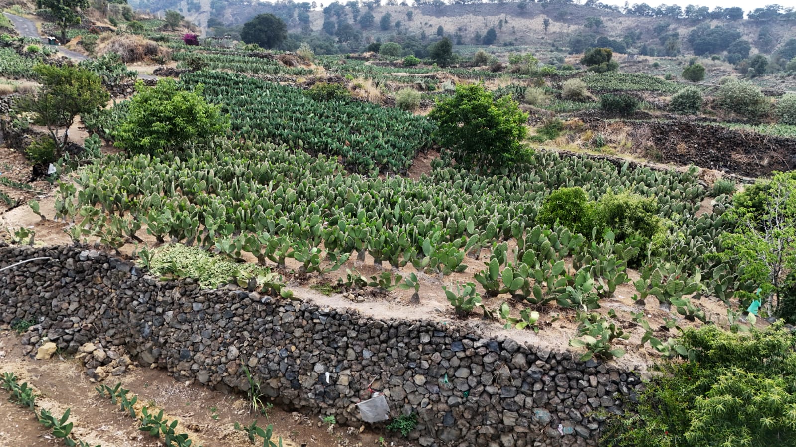 Declaran patrimonio biocultural a terrazas agrícolas de zonas cerriles en la Ciudad de México