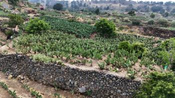 Declaran patrimonio biocultural a terrazas agrícolas de zonas cerriles en la Ciudad de México