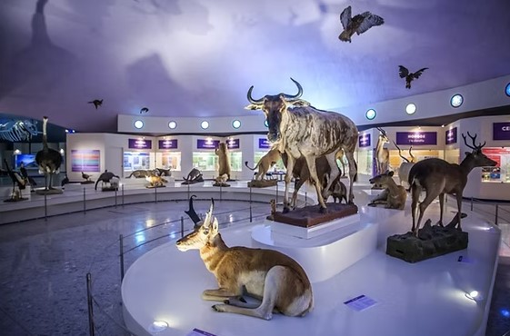 Museo de Historia Natural y CCA Chapultepec ofrecen talleres ambientales y ciencia para toda la familia