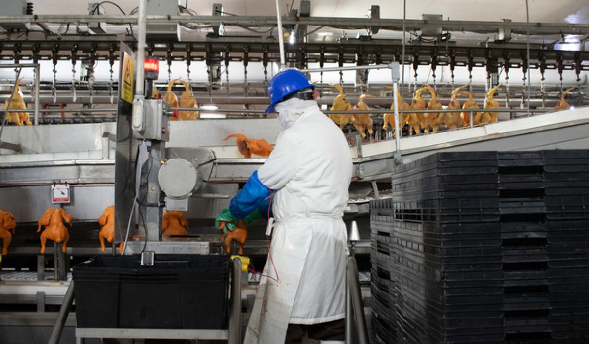 México reabre parcialmente importación de carne de ave desde Brasil, excepto Río Grande do Sul