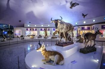 Museo de Historia Natural y CCA Chapultepec ofrecen talleres ambientales y ciencia para toda la familia