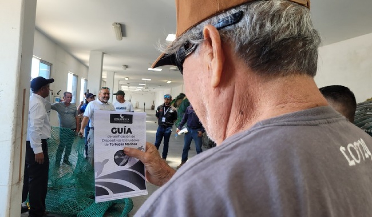 México refuerza la protección de tortugas marinas con capacitación y certificación para exportar camarón a EE. UU.