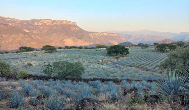 México y Colombia fortalecen la protección del tequila y el café como paisajes culturales