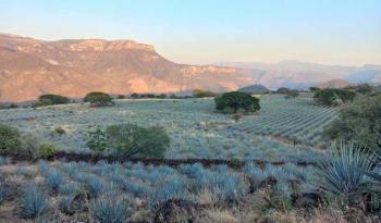 México y Colombia fortalecen la protección del tequila y el café como paisajes culturales