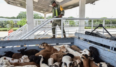 Gobierno de México amplía vigencia del Dinesa para erradicar el gusano barrenador del ganado