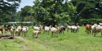 Senasica descarta presencia de gusano barrenador en Chiapas y aplica tratamiento preventivo