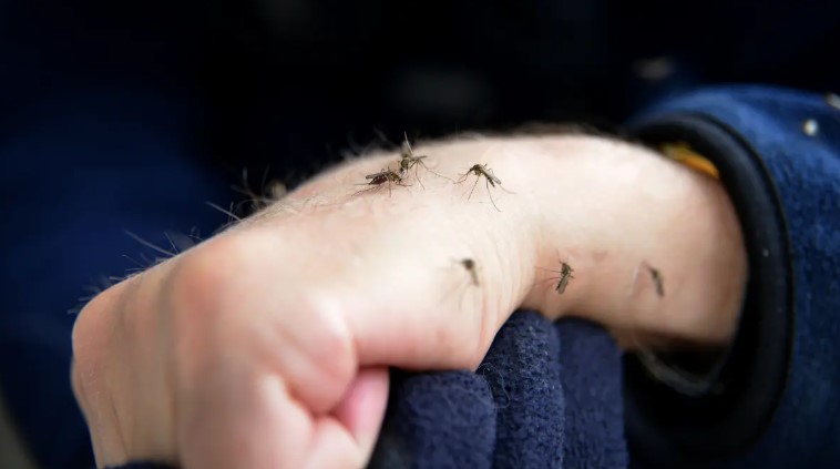 Evita el negro, rojo y azul si no quieres atraer a los mosquitos este verano