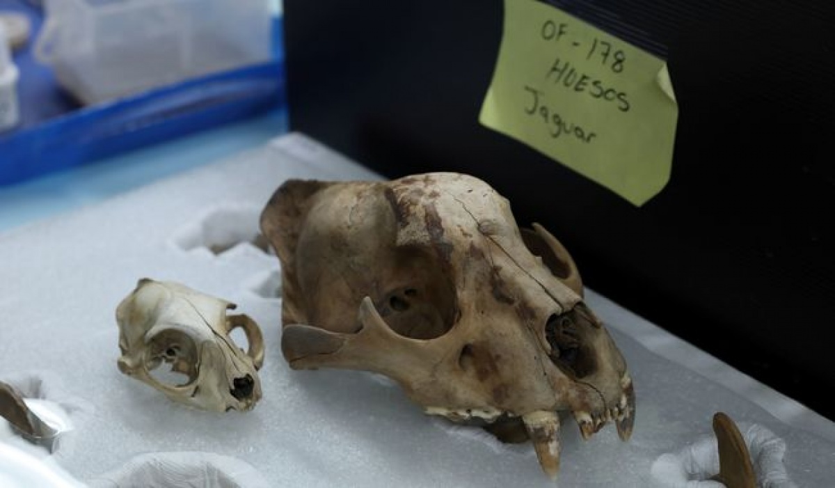 Ofrenda 178 del Templo Mayor revela tesoros marinos y un jaguar en exploración liderada por Leonardo López Luján