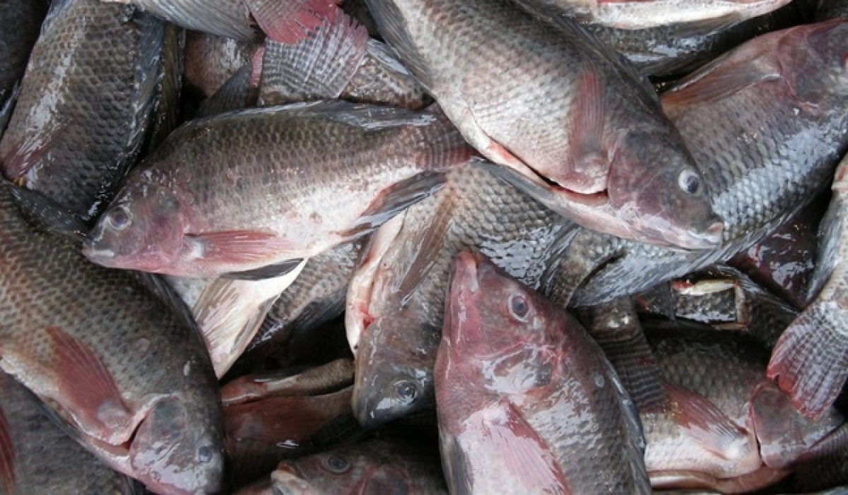 Activan vedas y aprovechamientos para especies marinas en julio 2025: callo de hacha, tilapia y langosta entre las reguladas
