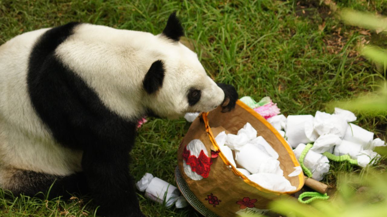 Celebran los 35 años de Xin Xin, la única panda gigante en Latinoamérica, en Chapultepec