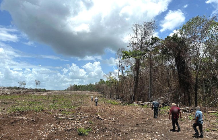 Profepa clausura desmontes ilegales de menonitas en más de 2,600 hectáreas de selva en el sureste de México