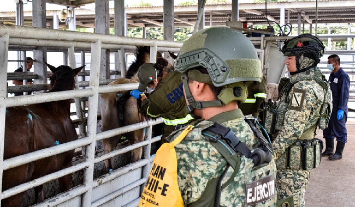 Ejército y Guardia Nacional refuerzan estrategia para contener gusano barrenador del ganado
