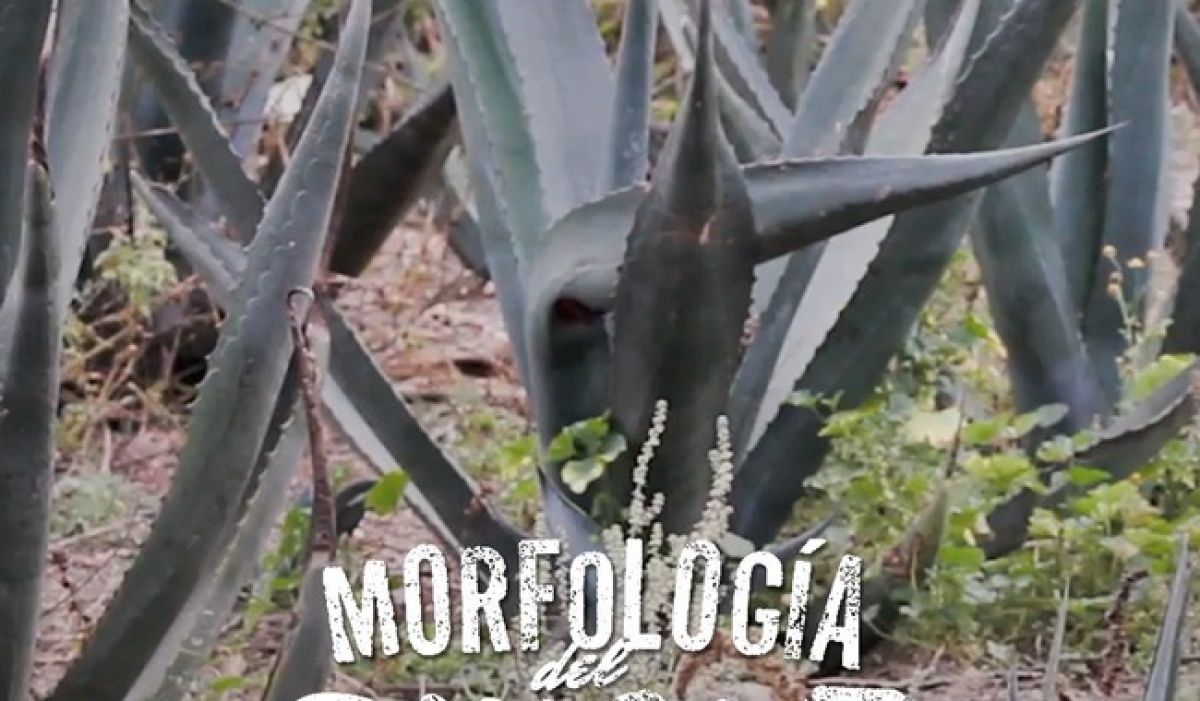 Canal 22 estrena la serie 'Morfología del pulque', una mirada cultural a la bebida ancestral