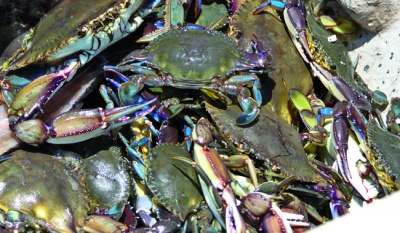 Inicia temporada de captura de jaiba en el Golfo de California a partir del 10 de julio