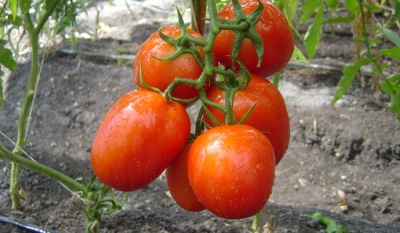 México rechaza cuota compensatoria de EE.UU. al tomate y advierte impacto en consumidores