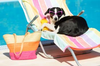 ¿Debes usar protector solar en tu perro? Esto advierte un veterinario