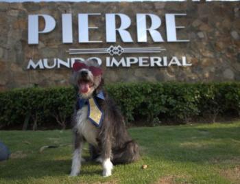 Acapulcazo Perruno convierte a Acapulco en destino pet friendly de lujo