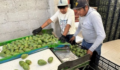 Puebla inicia exportación de nopal y tuna a Estados Unidos con apoyo técnico de Agricultura