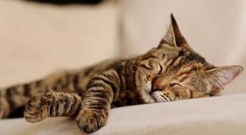 Estudio revela por qué la mayoría de los gatos duermen del lado izquierdo