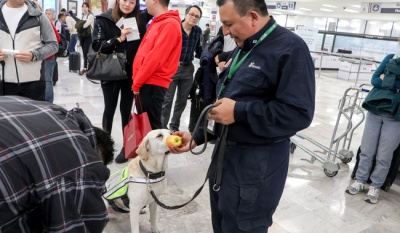 Refuerzan inspección de equipajes en verano para evitar ingreso de plagas al campo mexicano