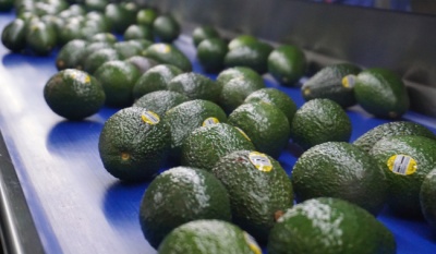México exportará aguacate Hass a Brasil tras acuerdo sanitario entre ambos países