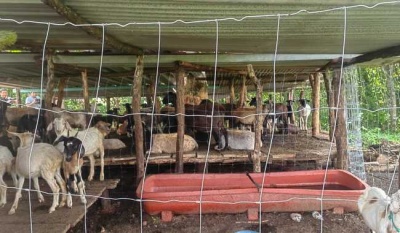 Autoridades embargan 120 bovinos y ovinos en Oaxaca por falta de documentos legales