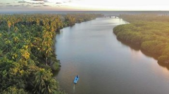 Michoacán protege más de 4,400 hectáreas de manglares, refugio clave para biodiversidad y pesca local