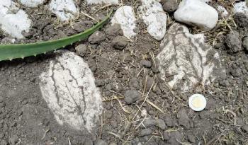 Museo Paleontológico enseña a niñas y niños cómo actuar ante el hallazgo de un fósil