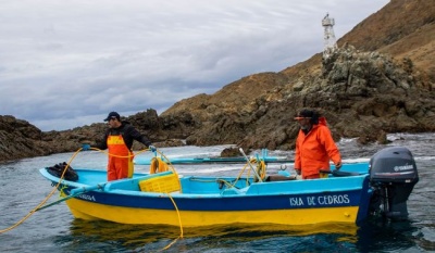 Inicia veda para abulón, pulpo y langostino en México; Conapesca refuerza vigilancia