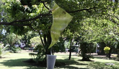 Senasica coloca trampas en el norte del país para mantener libre de plagas al ganado exportador