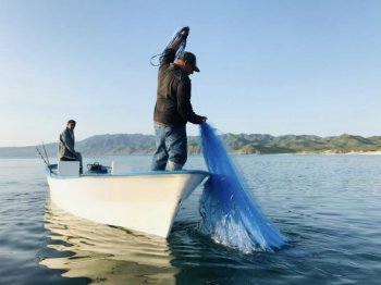 Baja California Sur lidera producción de ostión japonés con 137 unidades acuícolas