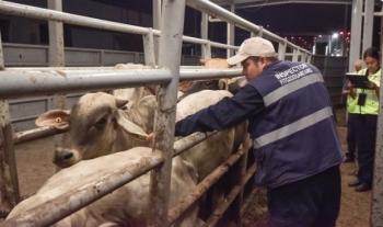 Agricultura y Chapingo refuerzan estrategia sanitaria contra el gusano barrenador del ganado